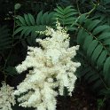 Sorbaria sorbifolia fleur